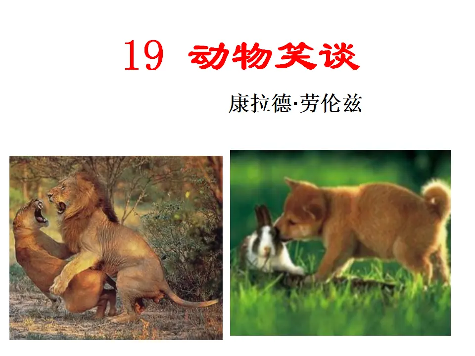 19 动物笑谈_01.webp