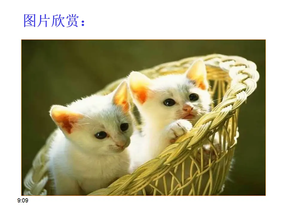 17 猫_02.webp