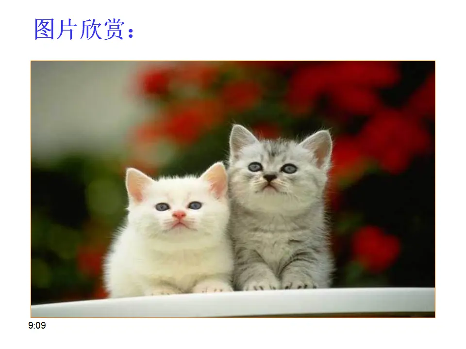 17 猫_03.webp