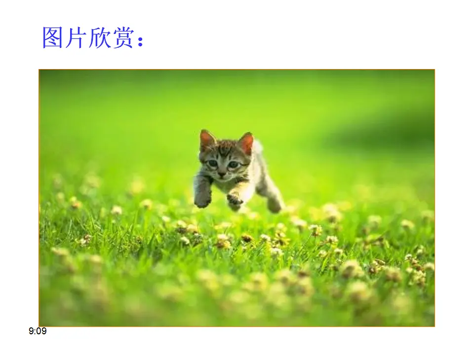 17 猫_04.webp