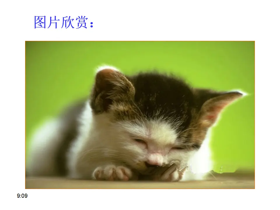 17 猫_05.webp