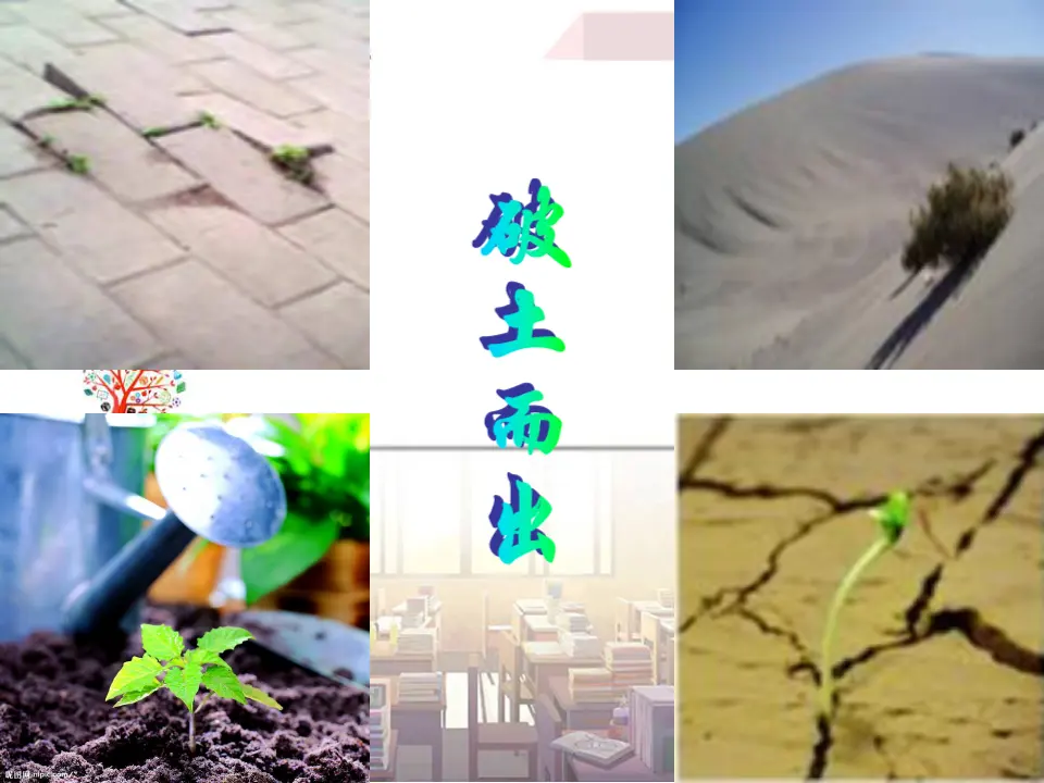 学习抒情7（课件2）_05.webp