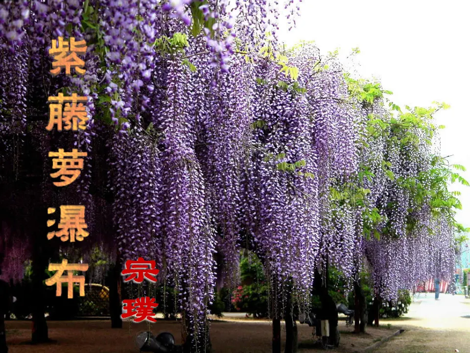 18紫藤萝瀑布主课件_01.webp