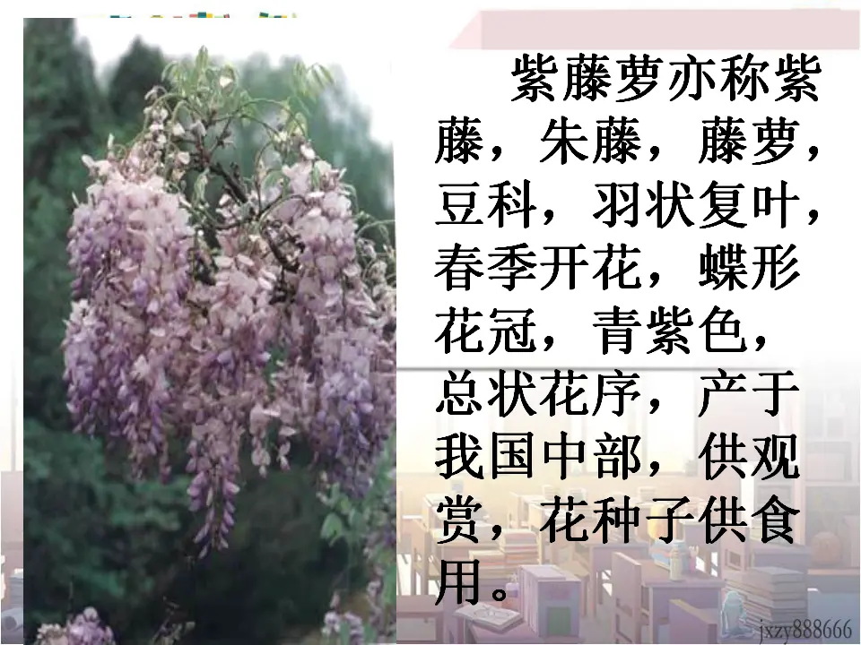 18紫藤萝瀑布主课件_03.webp