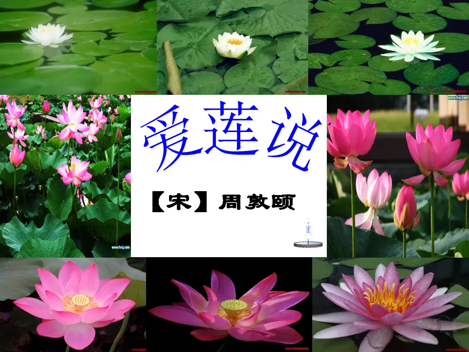 17爱莲说主课件_04.webp