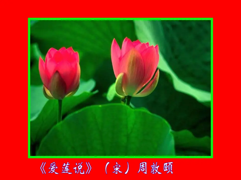 17爱莲说PPT视频朗读（课件2）_01.webp