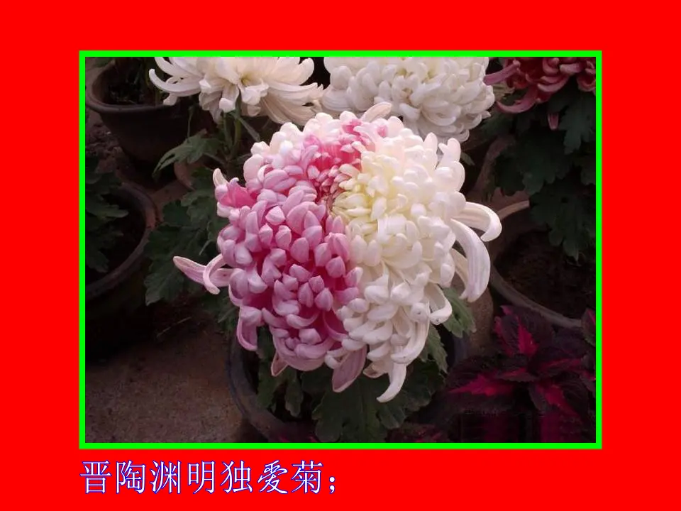 17爱莲说PPT视频朗读（课件2）_03.webp