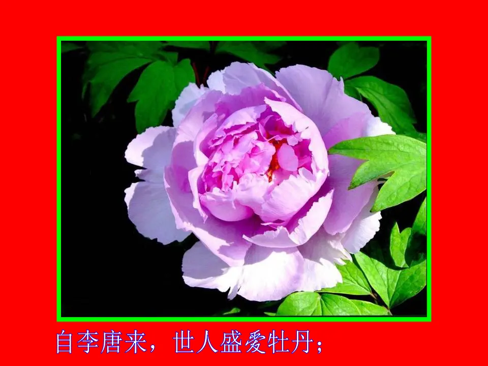 17爱莲说PPT视频朗读（课件2）_04.webp