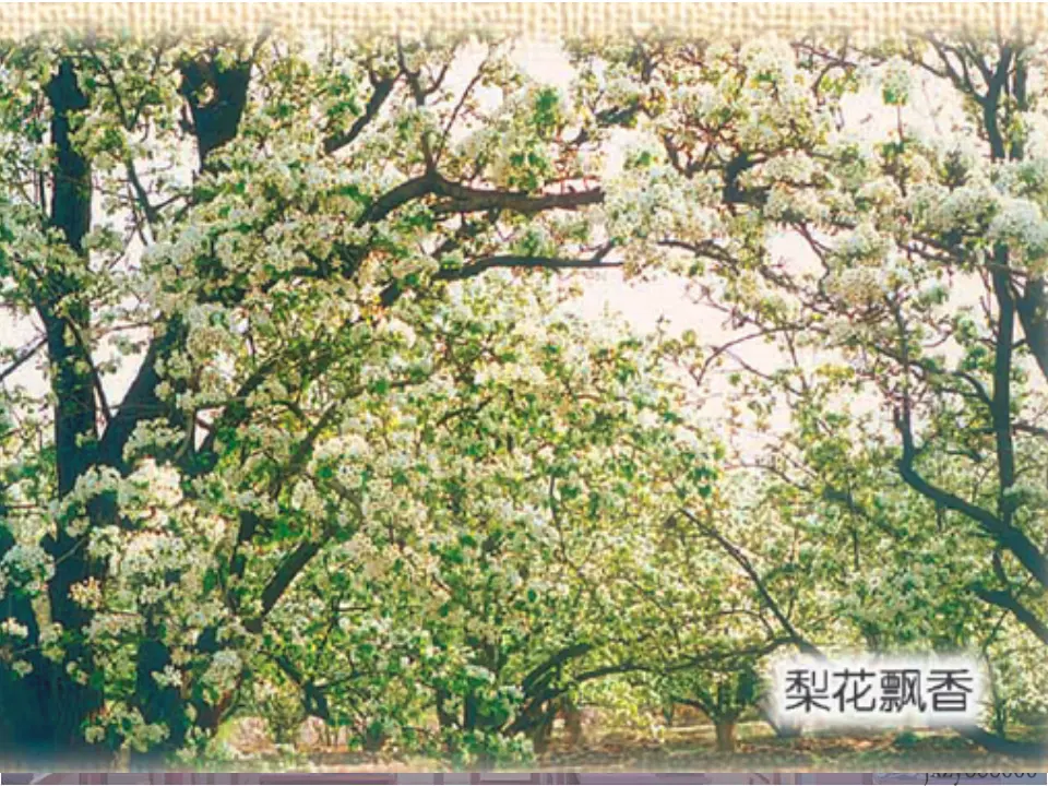15驿路梨花主课件_04.webp