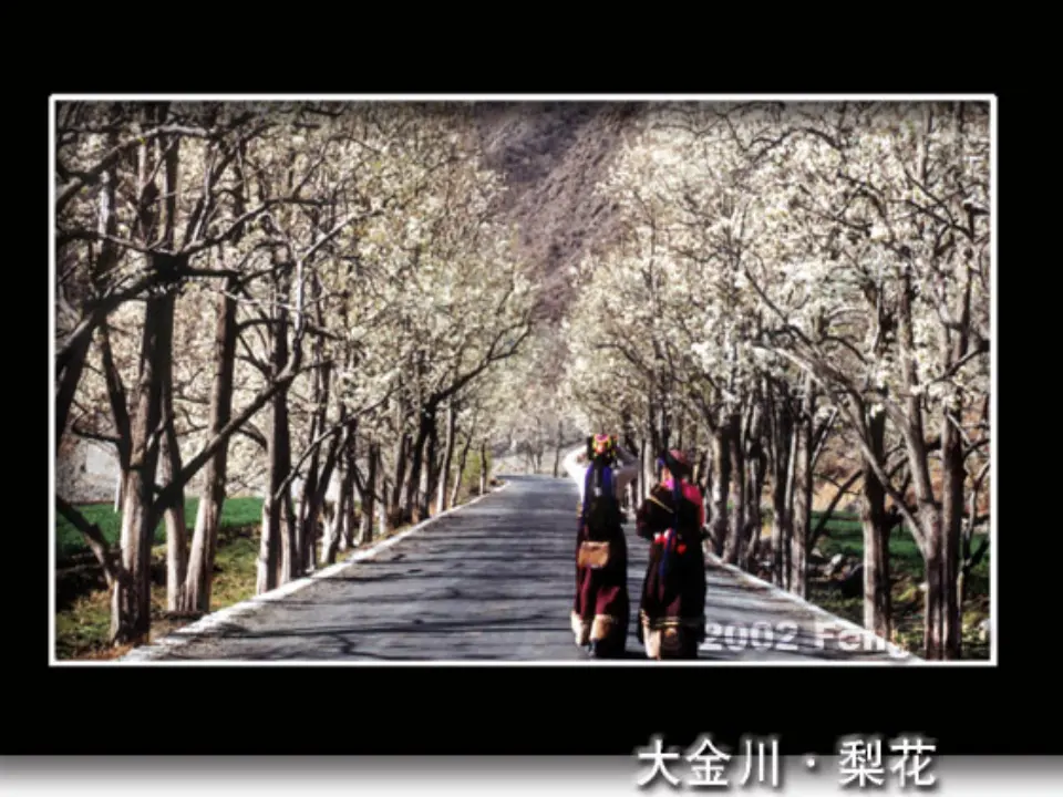 15驿路梨花主课件_05.webp