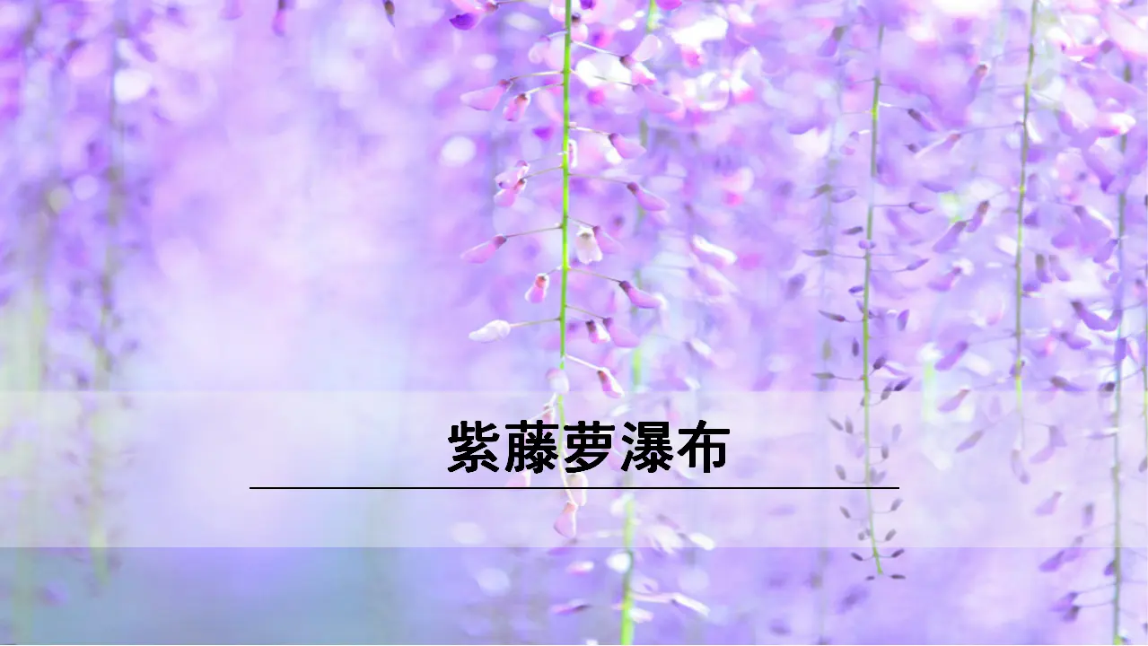 18《紫藤萝瀑布》（课件3）_01.webp