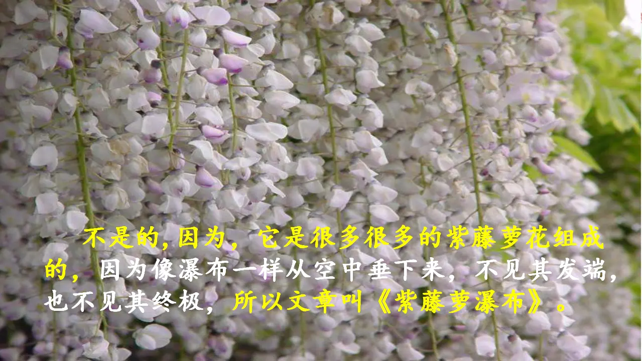 18《紫藤萝瀑布》（课件3）_05.webp
