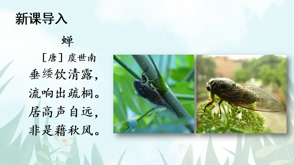 20 蝉【教案匹配版】（课件1）_02.webp