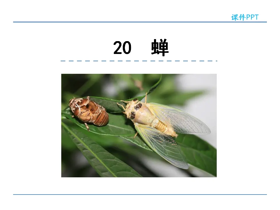 20  蝉（课件2）_01.webp