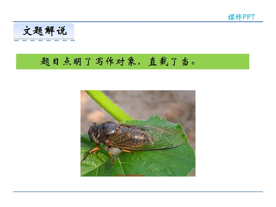 20  蝉（课件2）_05.webp