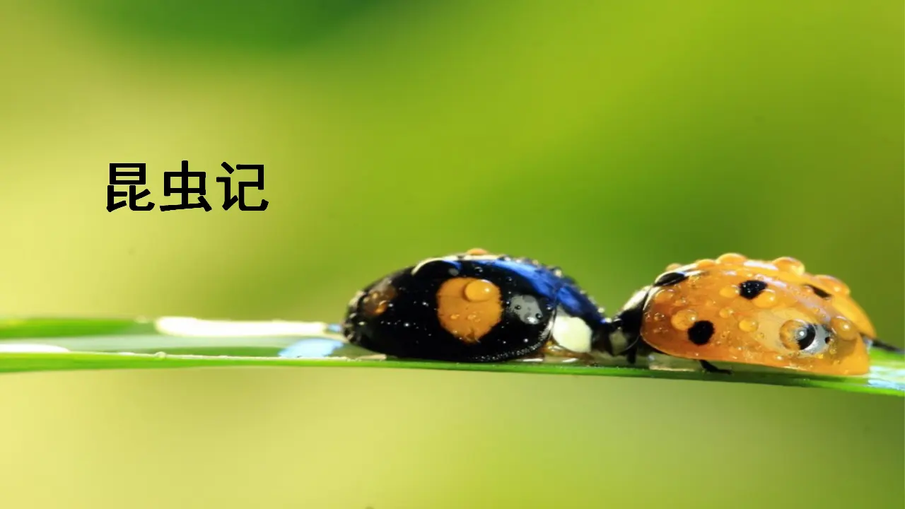 《昆虫记》（课件3）_01.webp