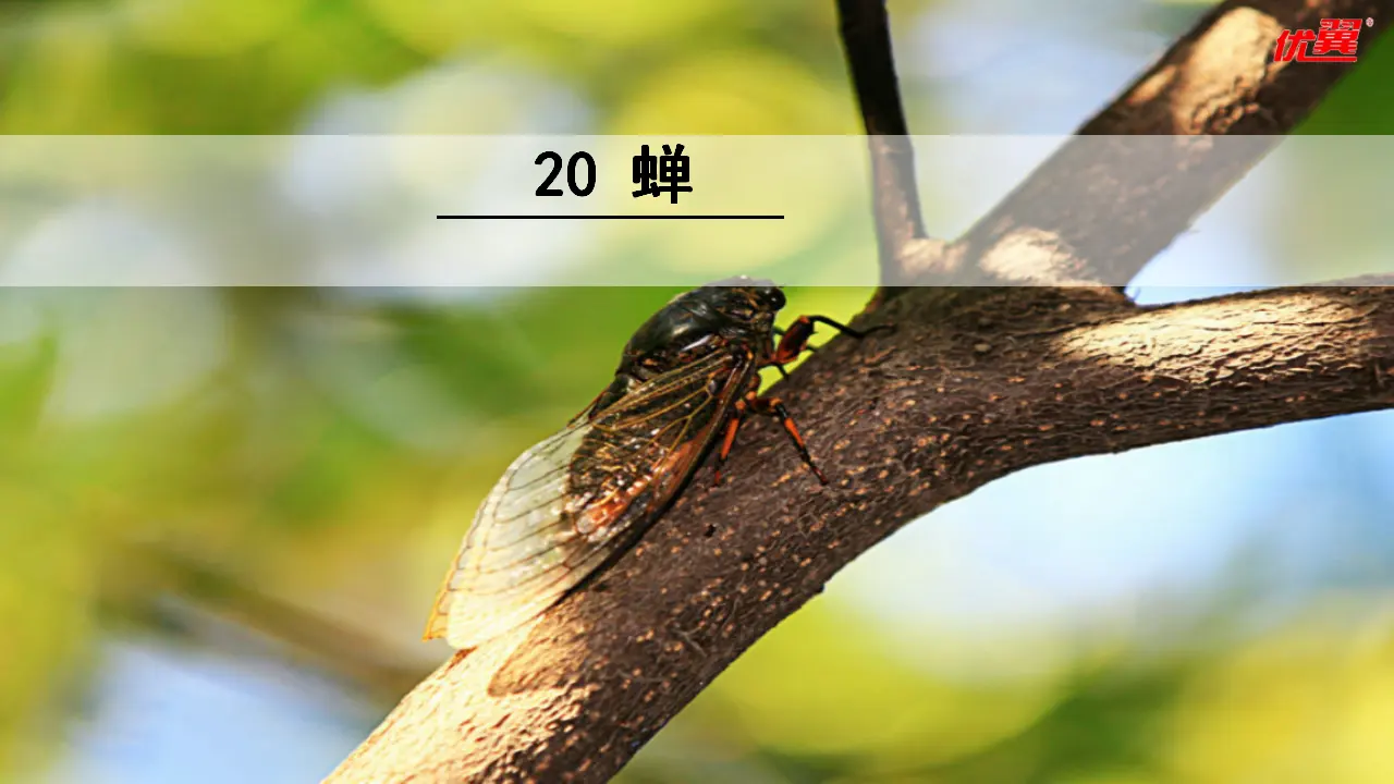 20  蝉（课件3）_02.webp