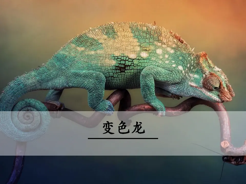 6 变  色  龙（课件3）_01.webp