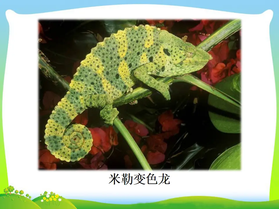 6 变  色  龙（课件3）_04.webp