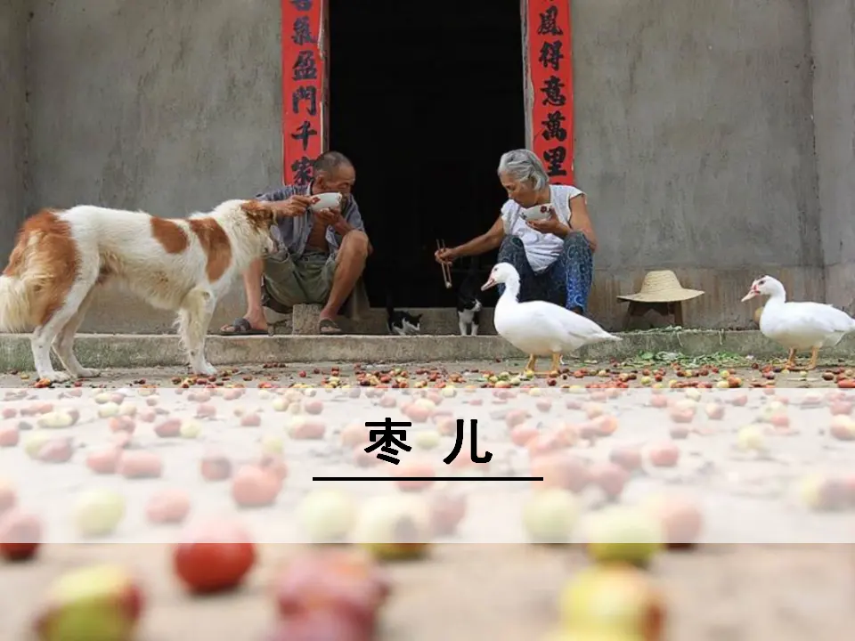19 枣儿（课件3）_01.webp