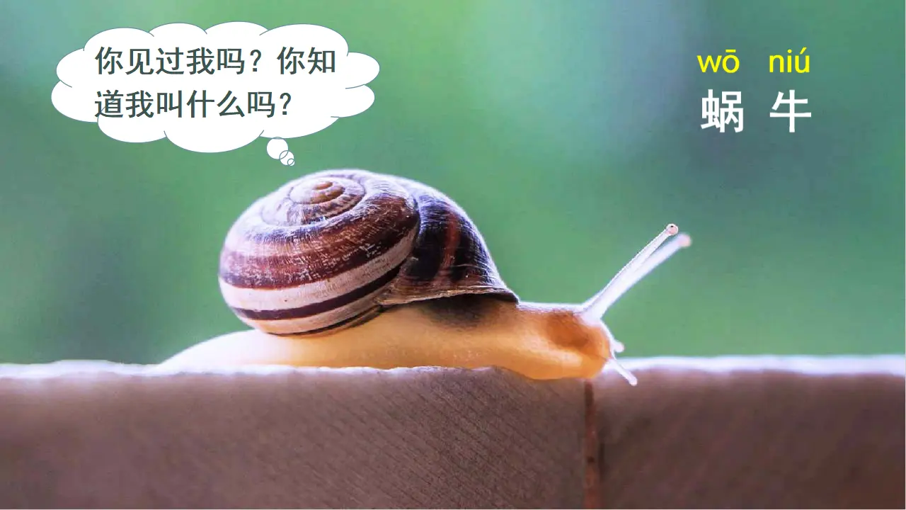 课文14  小蜗牛（课件3）_01.webp