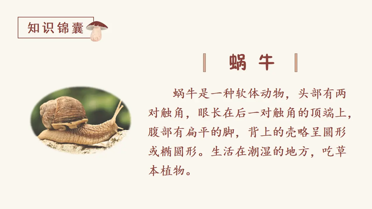 课文14  小蜗牛（课件3）_03.webp