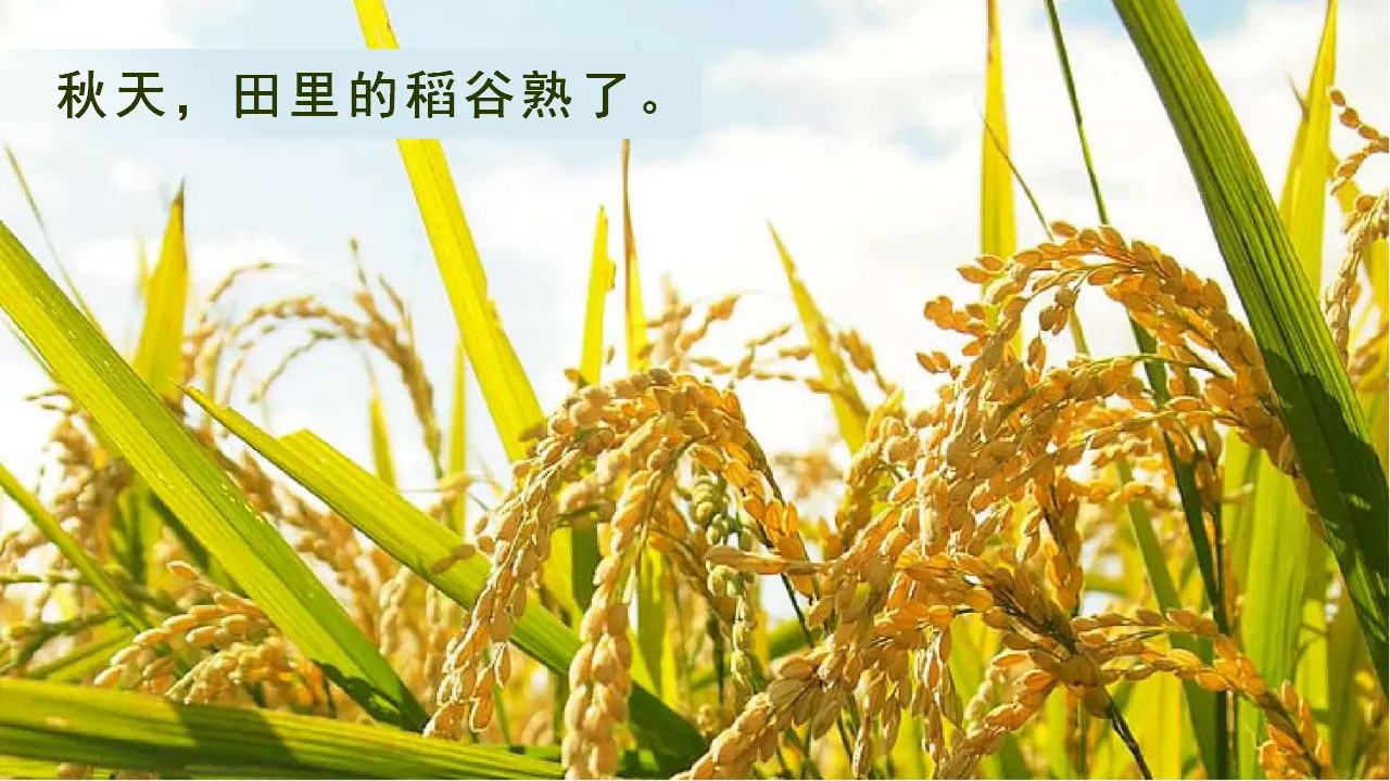 课文1  秋天（课件3）_02.webp