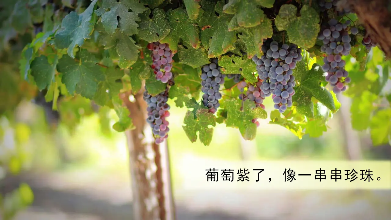 课文1  秋天（课件3）_03.webp
