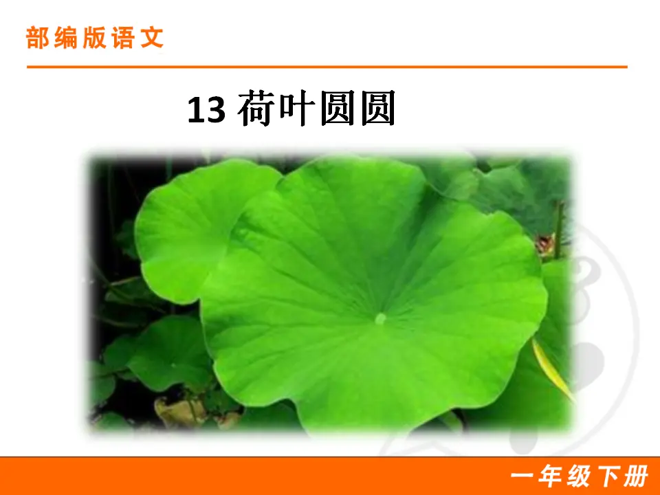 13 荷叶圆圆（课件1）_01.webp