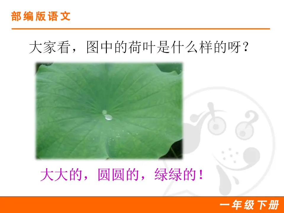13 荷叶圆圆（课件1）_04.webp