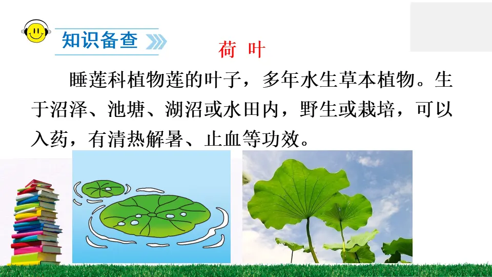 13 荷叶圆圆（课件2）_05.webp
