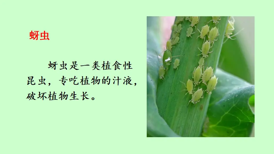 链接1：蚜虫（课件3）_01.webp