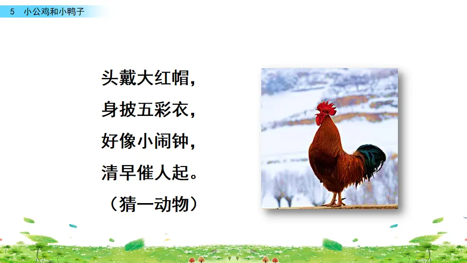 5 小公鸡和小鸭子（课件3）_01.webp