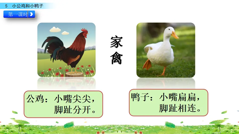 5 小公鸡和小鸭子（课件3）_04.webp