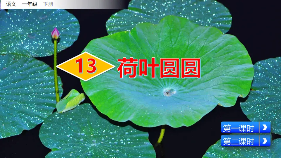 13 荷叶圆圆（课件3）_02.webp