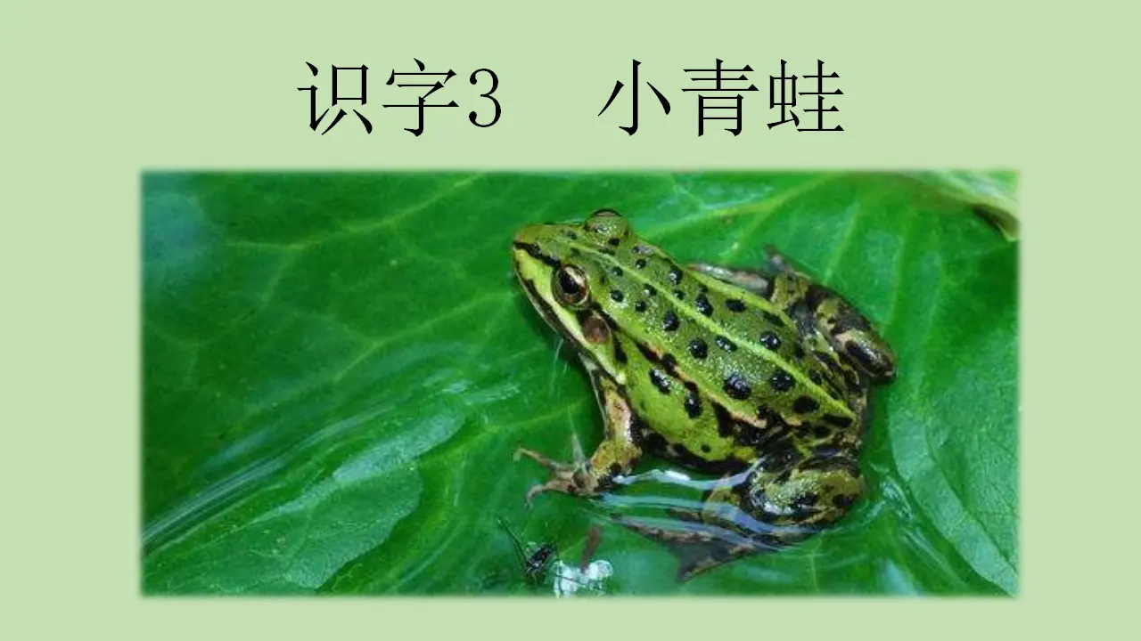 识字3 小青蛙（课件4）_02.webp