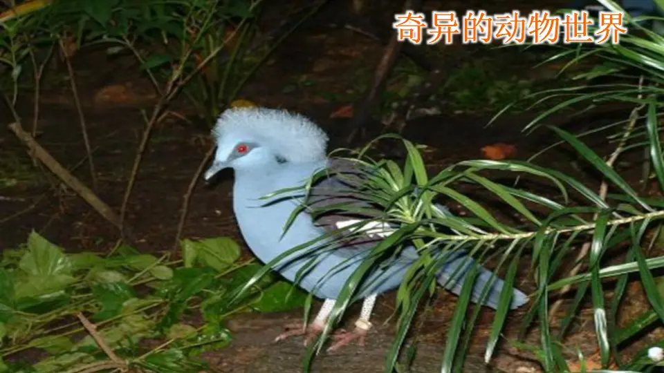 识字3 拍手歌（课件1）_02.webp
