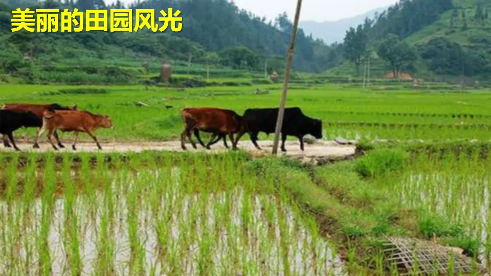 识字1 场景歌（课件1）_04.webp