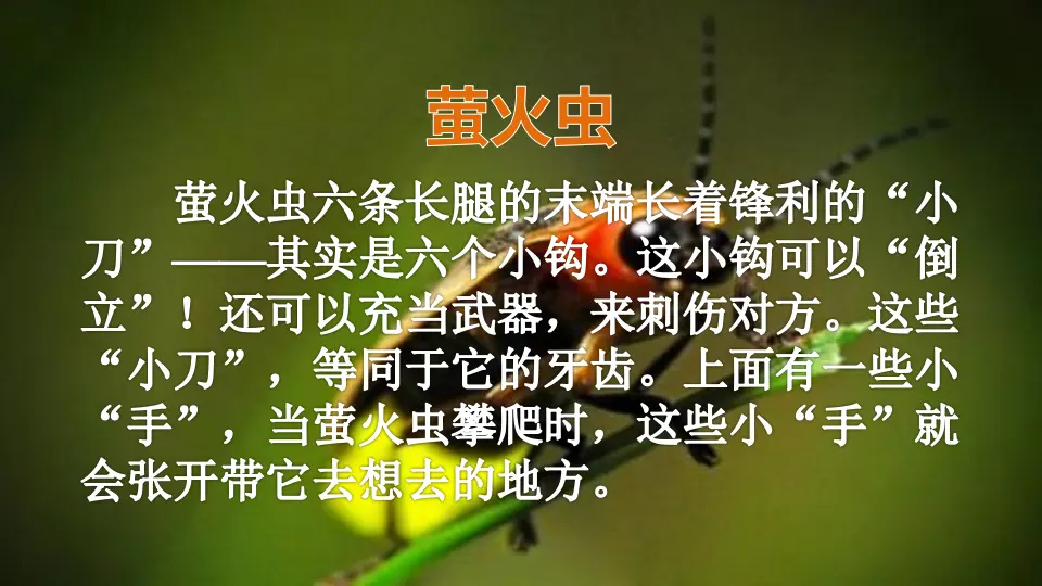 口语交际：有趣的动物（课件1）_04.webp