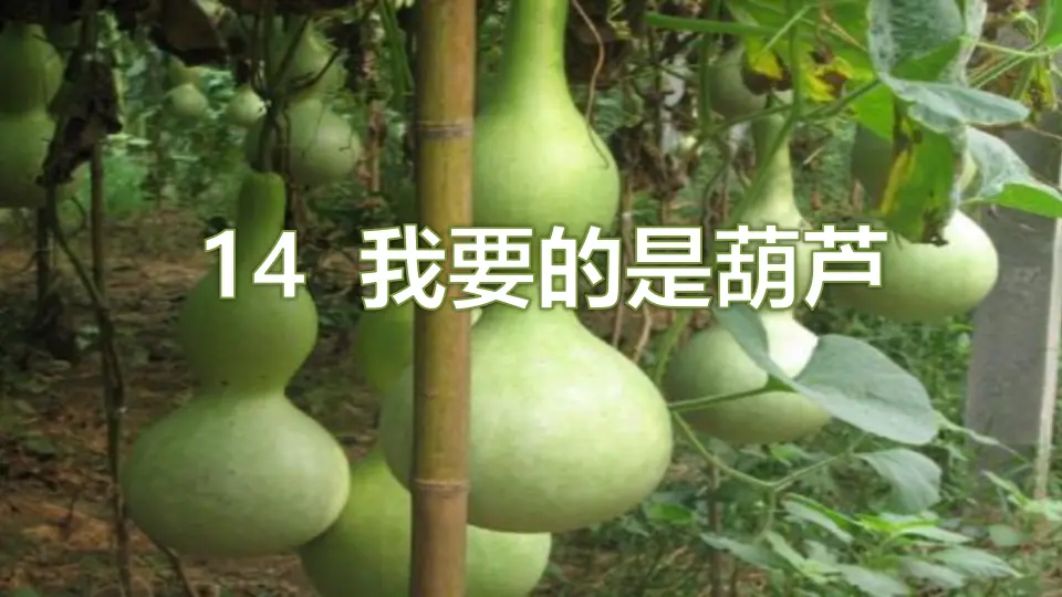 14 我要的是葫芦（课件1）_01.webp