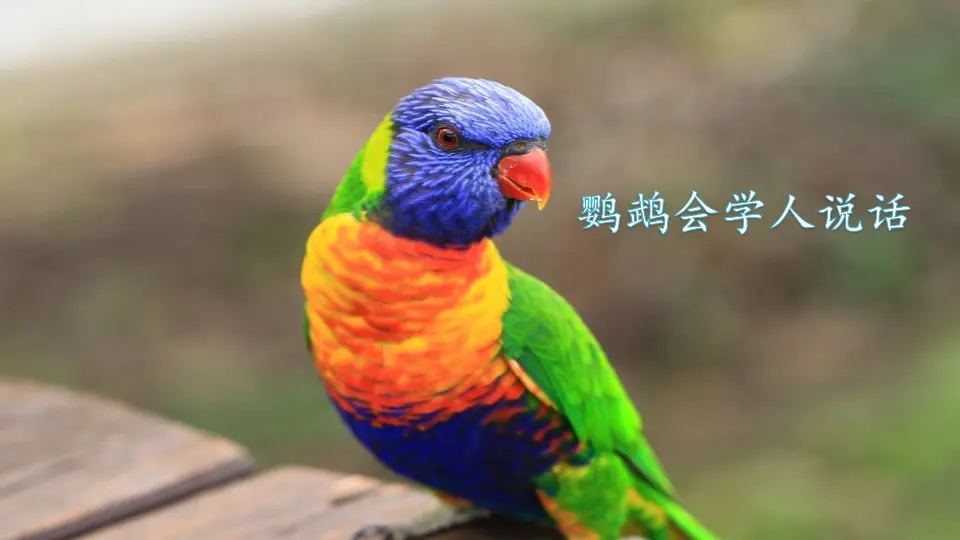 口语交际：有趣的动物（课件2）_02.webp