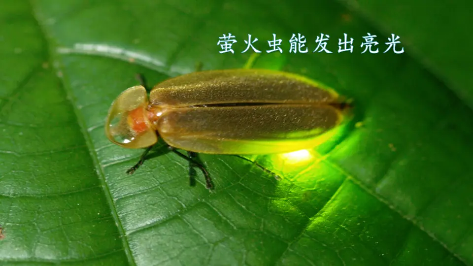 口语交际：有趣的动物（课件2）_03.webp