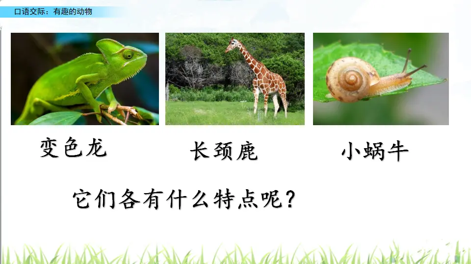 口语交际：有趣的动物（课件2）_05.webp
