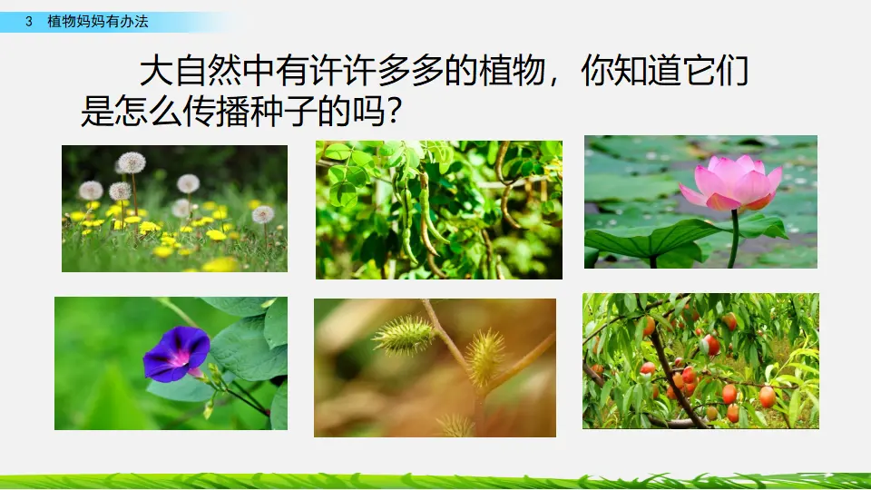 3 植物妈妈有办法（课件2）_01.webp