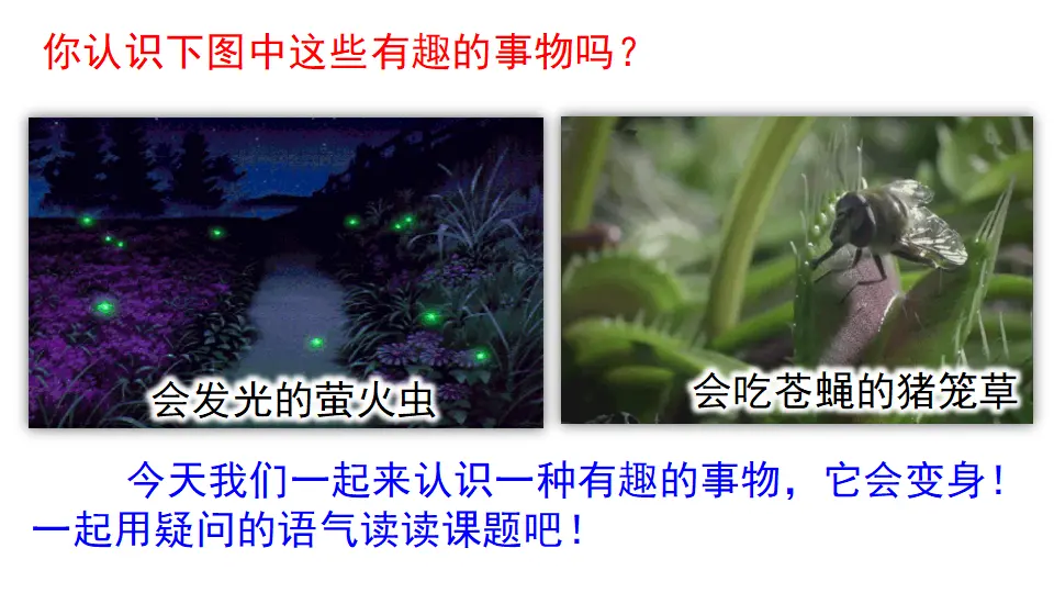 2 我是什么（课件2）_01.webp