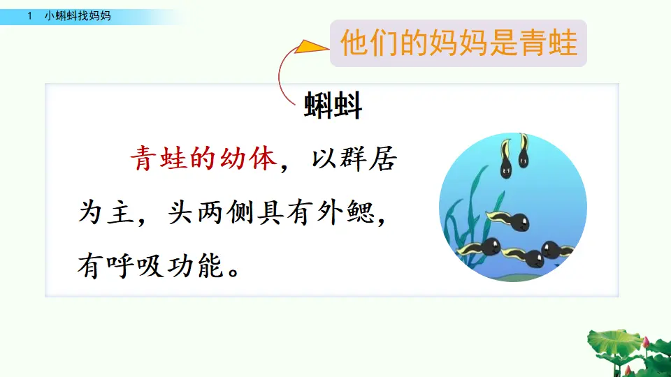 1 小蝌蚪找妈妈（课件2）_04.webp