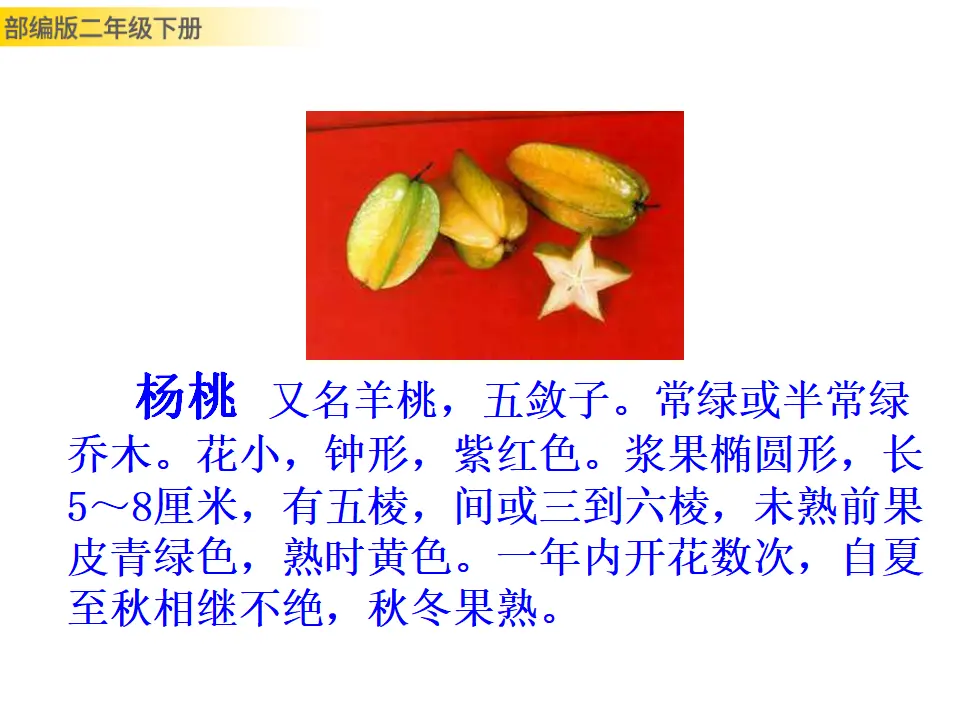 画杨桃（课件1）_02.webp