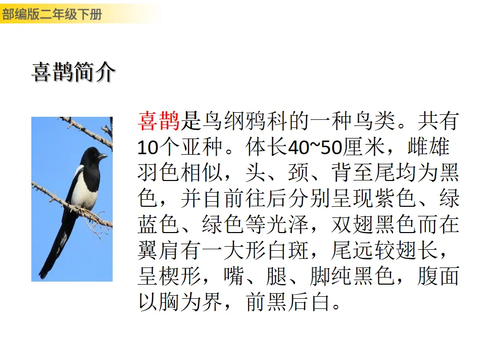 枫树上的喜鹊（课件1）_02.webp