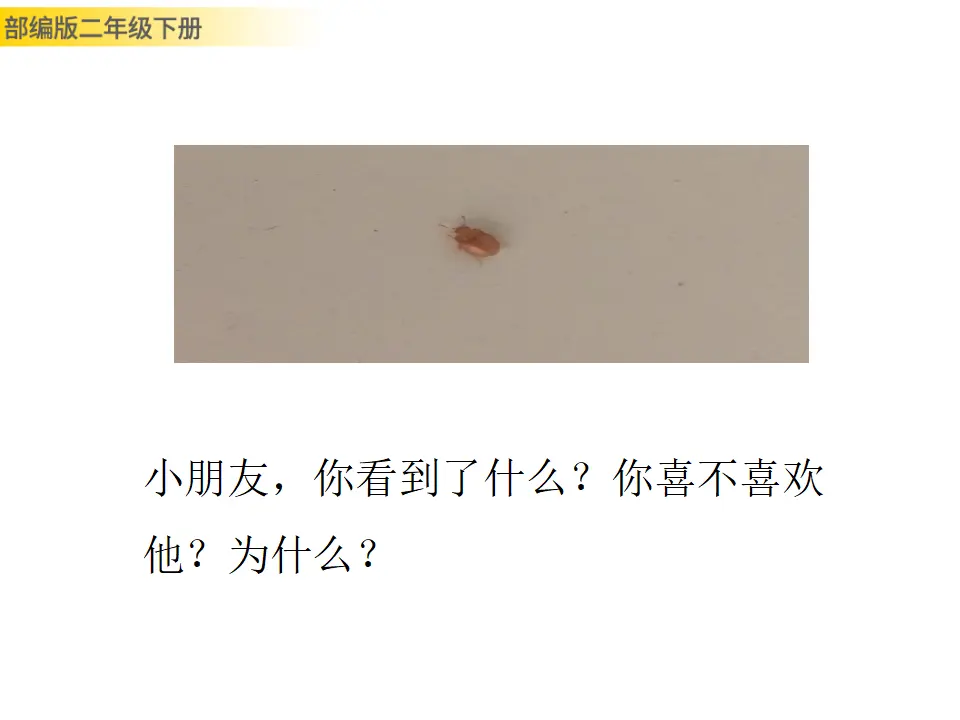 我是一只小虫子（课件1）_02.webp