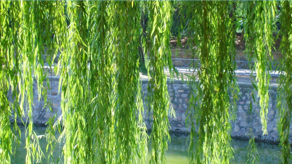 7 一匹出色的马（课件2）_02.webp